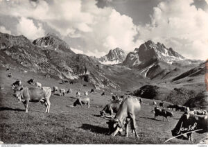 Image showing cows grazing in the Three Valleys