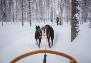 Pack of dogs haul sled through wintery forest