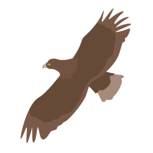 Image of a Golden Eagle
