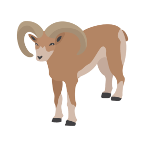 Image of a mouflon