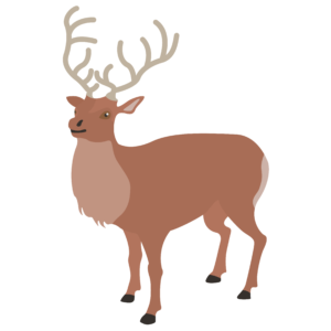 Image of a Roe Deer