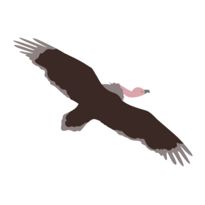 Image of a vulture