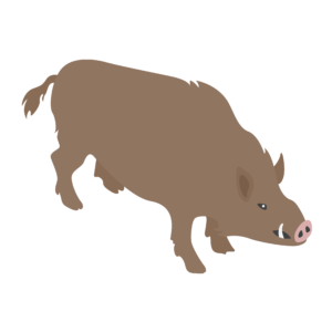 Image of a wild boar